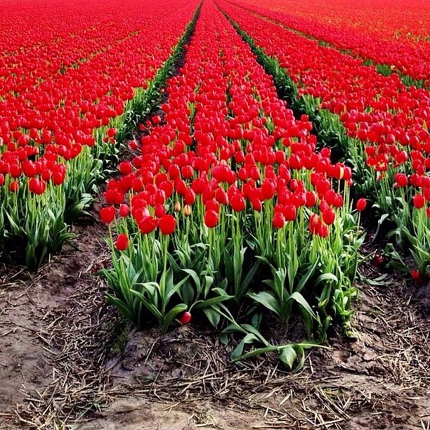 flower, red, freshness, growth, fragility, beauty in nature, plant, tulip, petal, field, nature, abundance, blooming, poppy, flower head, flowerbed, high angle view, outdoors, day, no people