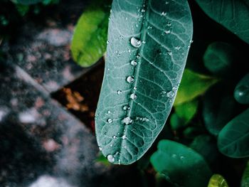 Close-up of raindrops on leaves