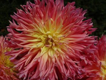 Close-up of pink flowers