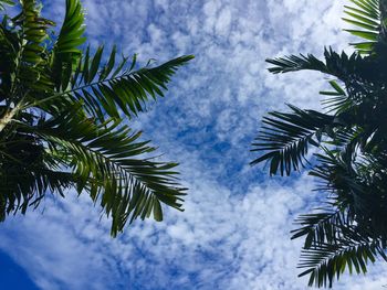 Low angle view of palm tree against sky