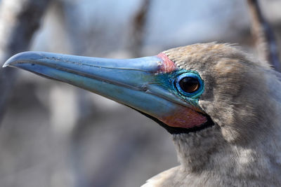 Close-up of a bird