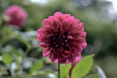 Close-up of pink flower blooming outdoors