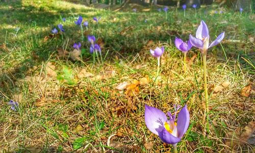 Close-up of purple crocus flowers on field