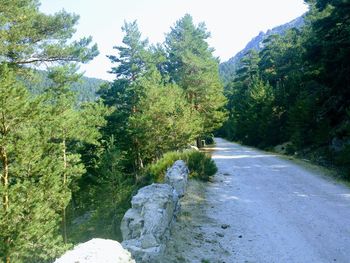 Scenic view of river amidst trees in forest