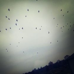 Low angle view of birds flying in sky