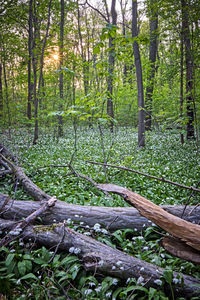 View of trees in forest