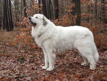 White horse standing in a forest