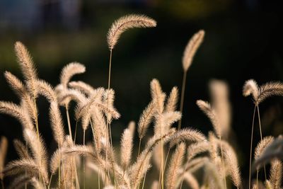 Close-up of stalks in field