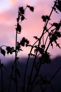 Low angle view of silhouette tree against sky at sunset