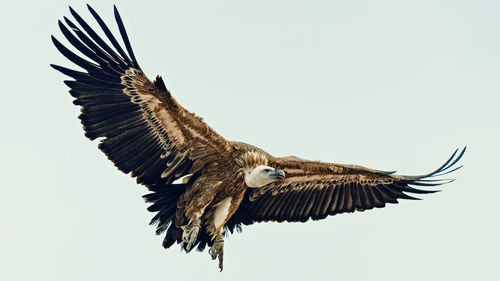 Low angle view of eagle flying in sky