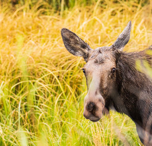 Close-up of an animal on grass