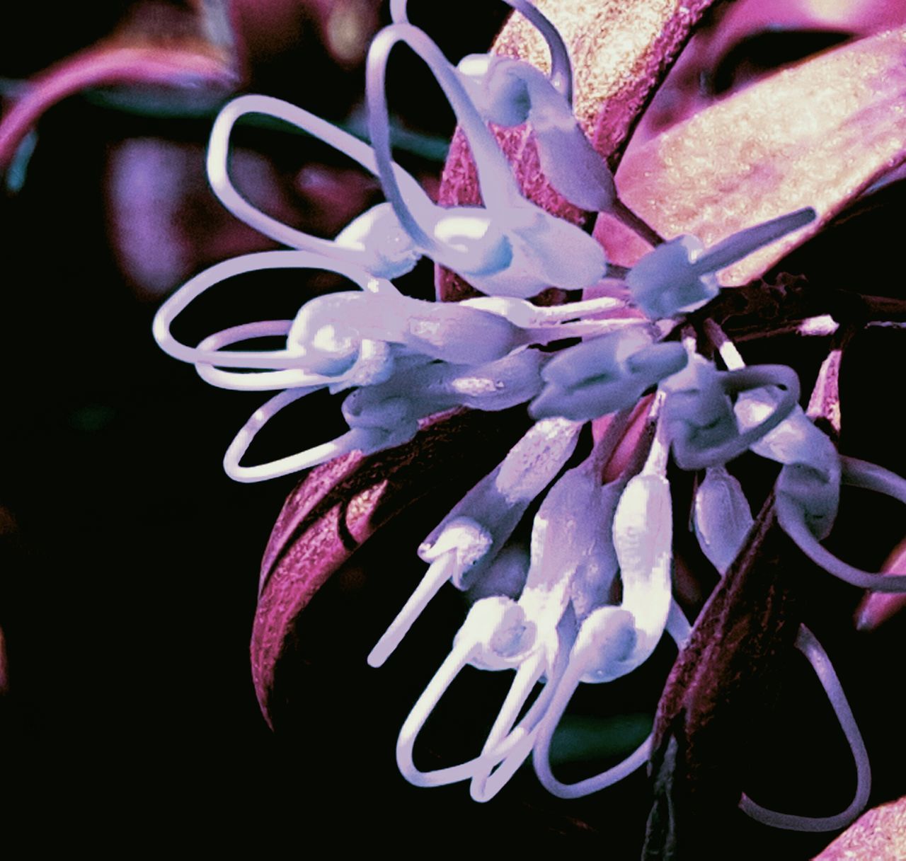 Close-up flower fragility beauty in nature nature focus on foreground macro nature