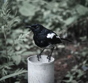 Close-up of bird perching on plant