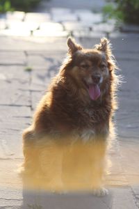 Portrait of dog sticking out tongue outdoors