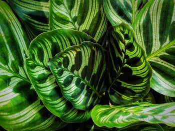 Full frame shot of green leaves