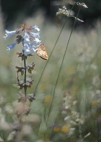 Close-up of butterfly on plant