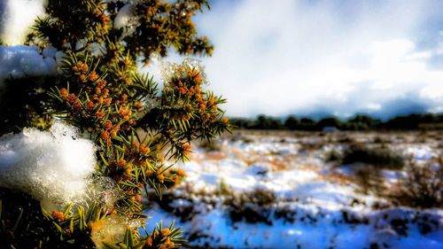 Close-up of fresh plants against sky