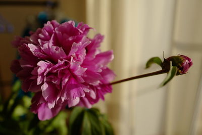 Peony flower and unblown bud.