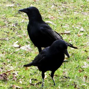 Black bird perching on field