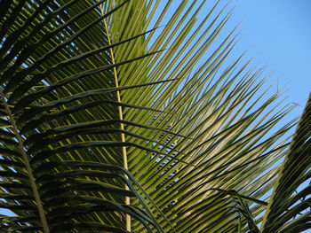 Low angle view of palm tree against sky