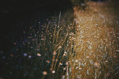Close-up of plants