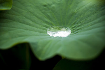 Close-up of plant leaf
