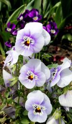 High angle view of purple flowering plants