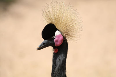 Close-up of a bird looking away