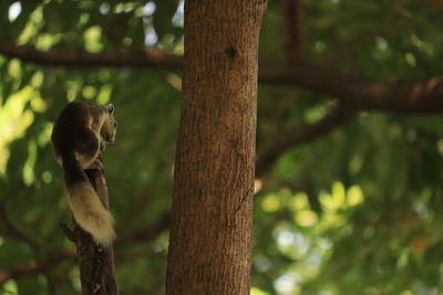 Monkey on tree trunk