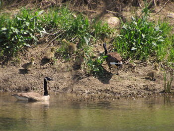 Ducks swimming in lake