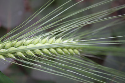 Close-up of plant