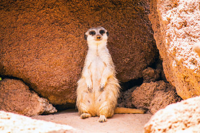 Portrait of young meerkat on rock