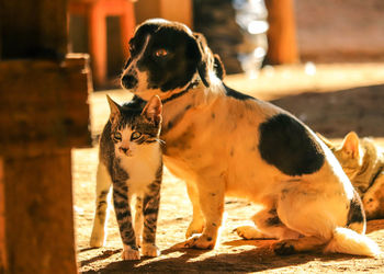 Dogs looking away