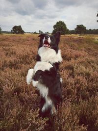 Dog jumping on grassy field