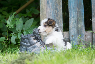 Close-up of dog on grass