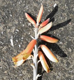 Close-up high angle view of flower