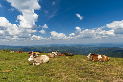 Cows on field against sky