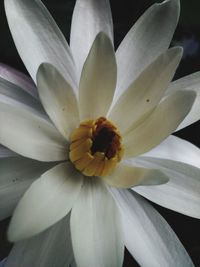 Close-up of white flower blooming outdoors