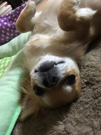 Close-up portrait of dog relaxing at home