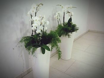 Potted plants on wall