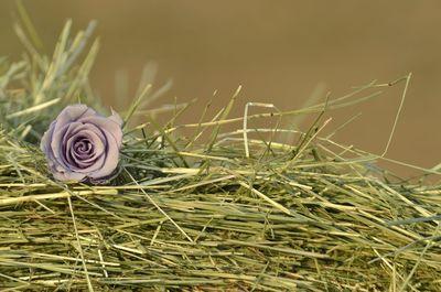 Close-up of rose plant