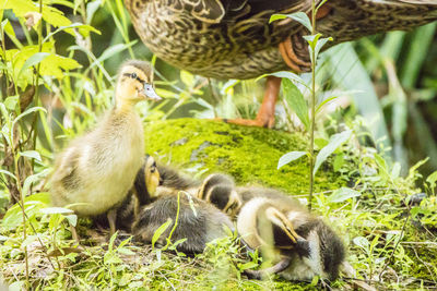 Spot-billed duck children watched over by their mother birds.