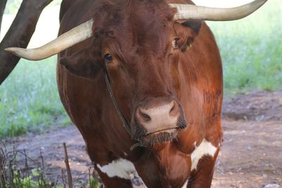 Close-up portrait of cow