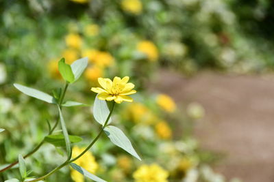 Close-up of yellow flowering plant