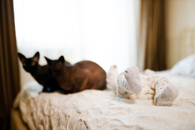 Cat relaxing on bed at home