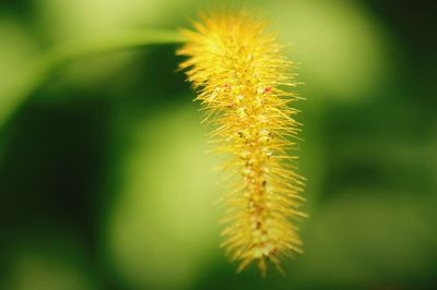 Close-up of plant