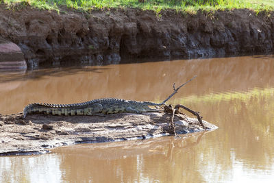 View of turtle in lake