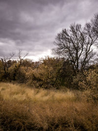 Bare trees on field against sky
