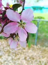 Close-up of cherry blossom