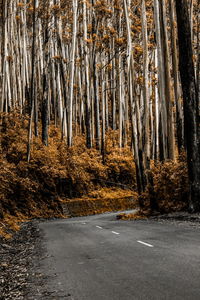 Road amidst trees in forest